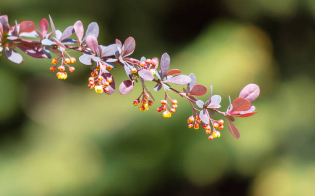 istock Berberis thunbergii, also known as barberry 2054811450