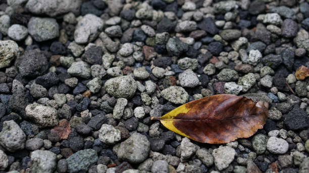 dry leaves on rocks, nature background concept