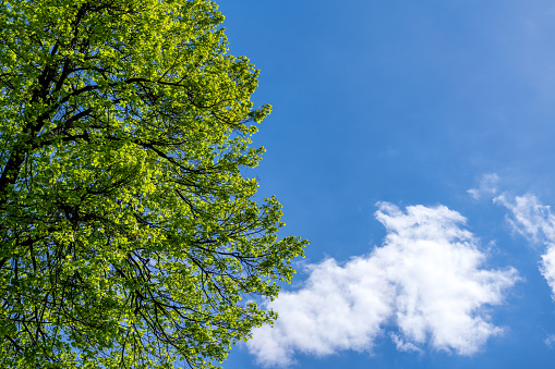 The crown of a tree with young green leaflets against a blue sky with a cloud.