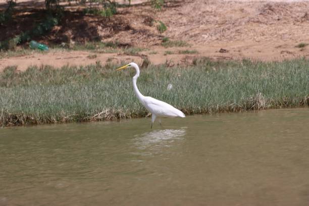 istock Birds of Oman 2054833815
