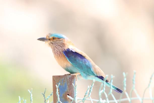 Wild birds in Yiti area around Muscat city in Sultanate of Oman