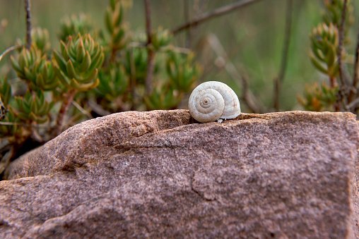 A white snail on stone and vegetation. Background and foreground out of focus, texture, macro and detail photography, frontal view