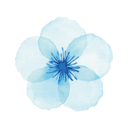 Watercolor blue flower.
