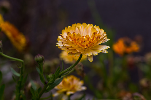 Calendula, also called Pot Marigold, is a flowering plant in the daisy family. It is in bloom for a long period of time from late spring to summer and autumn. The color of flowers range from yellow to deep orange and cream with ray florets or disk florets. Pot marigold florets are edible.