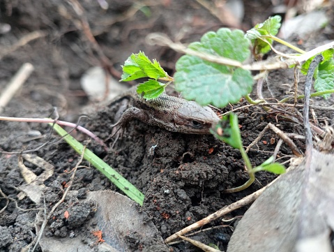 Lively forest lizard hides under green leaves, photo from the front. Yellow-blooded animals in the spring against the background of wet soil.