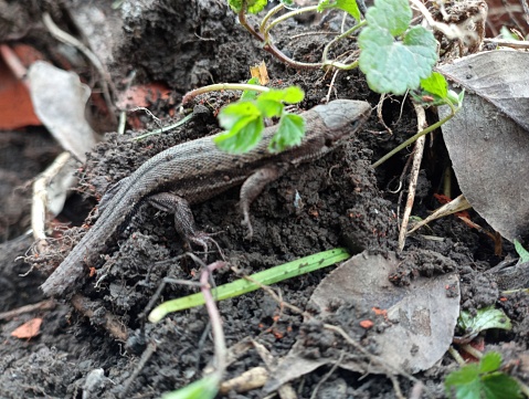 A tailless viviparous forest lizard hides under green leaves in the garden. Yellow-blooded animals in the spring on the background of gray soil.