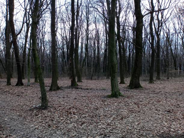 istock Gloomy forest in spring. Mystical forest in gray tones. Early spring in the forest. A gray forest landscape with even large trees and the ground littered with fallen leaves. 2054854244