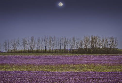 Evening view of field with blooming Midwestern purple wildflowers growing in soy field with bare trees and full moon in the background in spring in Midwest