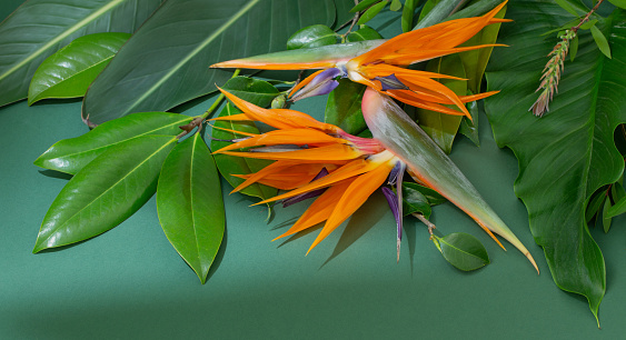Bird of Paradise photographed against a green background outside.  The picture was done in a letter box format.  Showing a forground, middle ground and background.