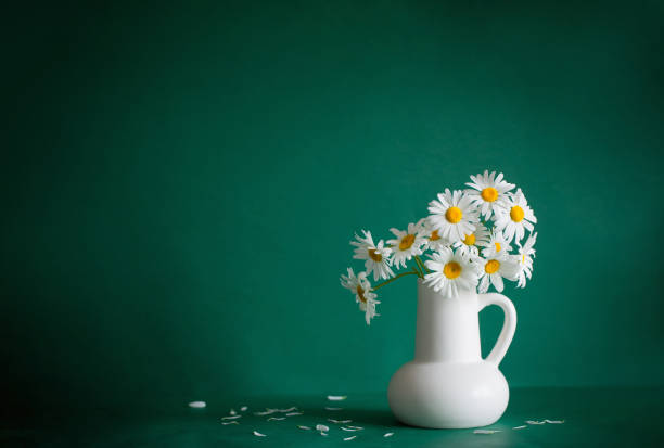 chamomile flowers in white jug on green background