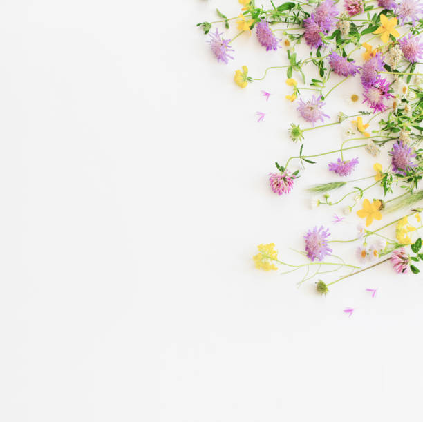 istock summer wild flowers on white paper background 2054861602