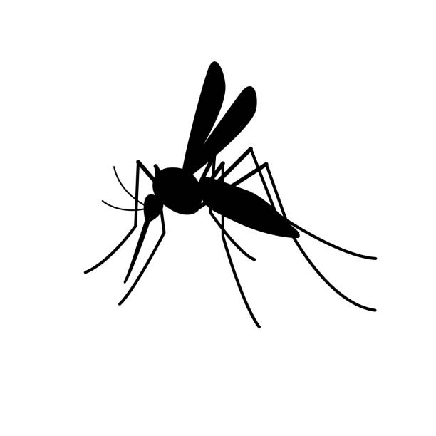 bildbanksillustrationer, clip art samt tecknat material och ikoner med mosquito icon - mygga