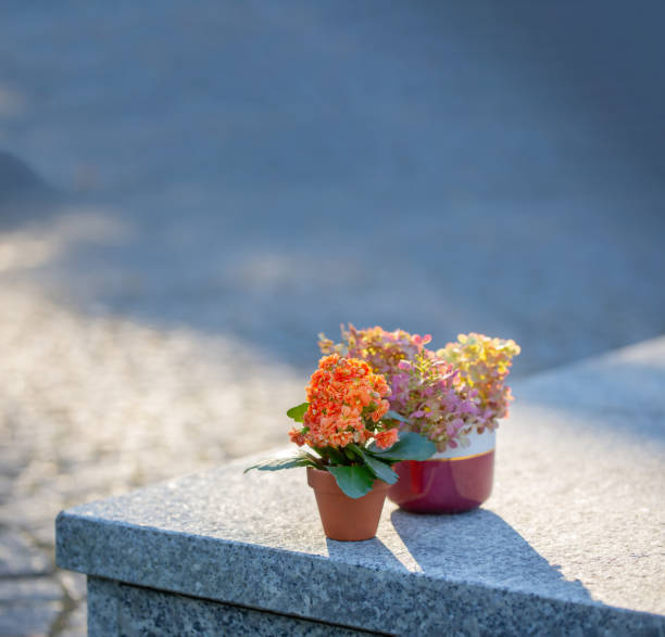 istock flowers in pots in sunlight outdoor 2054861610