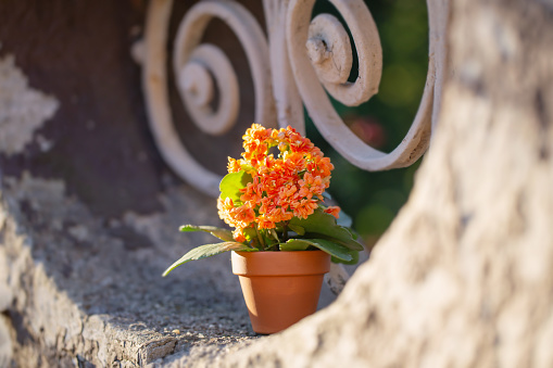 orange flower in flowerpot on vintage wall in sunlight