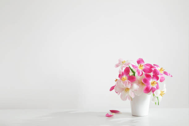 Graceful tulips (Tulipa species) with soft pink petals stand out against a dreamy backdrop featuring a blurred terracotta clay pot. This image evokes feelings of spring, renewal, and tranquil moments among nature.