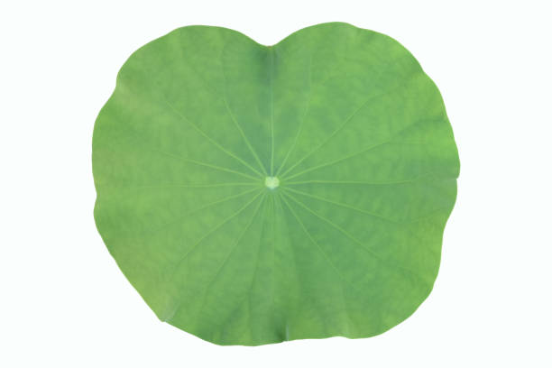 istock Lotus or waterlily plant 2054873207