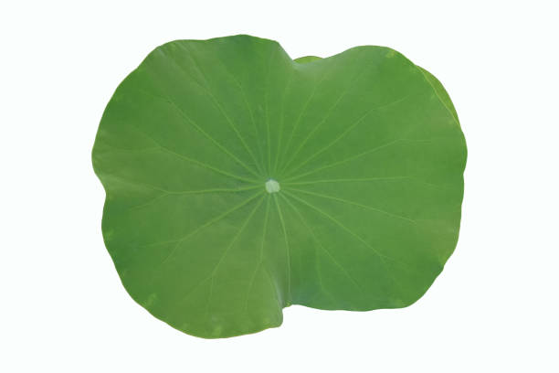 istock Lotus or waterlily plant 2054873209