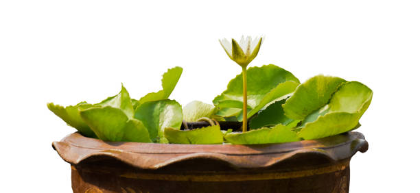 Lotus leaf or waterlily leaf isolated on white background the clipping paths.