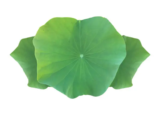 Isolated lotus plants, flower, bud, leaf, branches and tree with clipping paths.