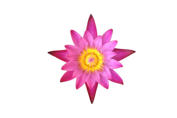 Isolated lotus plants, flower, bud, leaf, branches and tree with clipping paths.