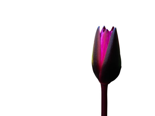 Isolated lotus plants, flower, bud, leaf, branches and tree with clipping paths.