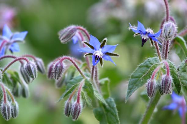 istock Borage, lat Borago officinalis, blue flowers in bloom 2054889021