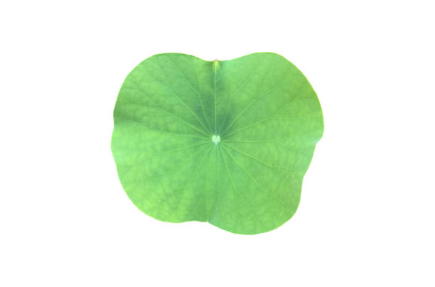 istock Lotus or Waterlily Plants 2054893810