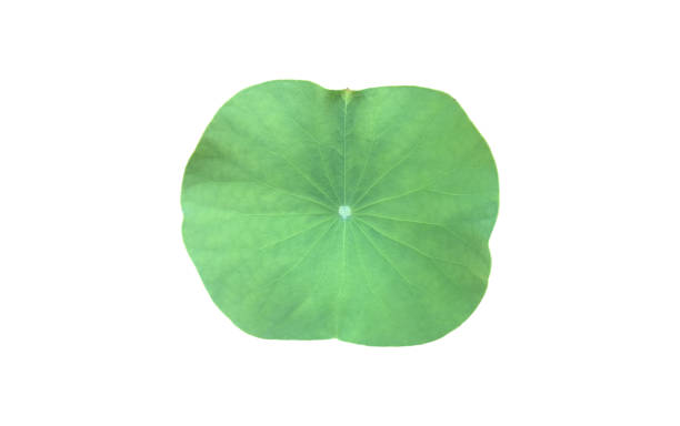 istock Lotus or Waterlily Plants 2054894867