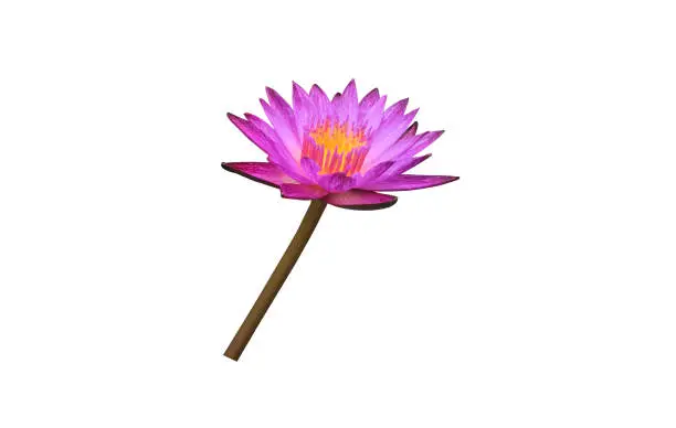 Isolated waterlily or lotus flowers and plants with clipping paths.