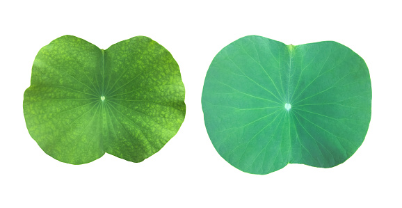 Isolated waterlily or lotus leaf and plant s with clipping paths.