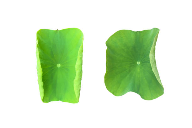 Isolated waterlily or lotus leaf and plant s with clipping paths.