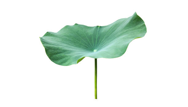istock Lotus or Waterlily Plants 2054896522