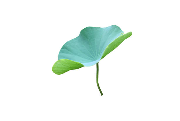Isolated waterlily or lotus leaf and plant s with clipping paths.