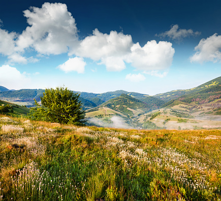 Splendid summer scene of mountain valley. Sunny view of Carpathian mountains. Foggy lanfscape of Borzhava ridge, Ukraine, Europe. Beauty of nature concept background.