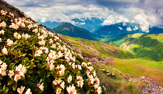Blooming white rhododendron flowers in the Caucasus mountains in June. Cloudy morning view of the mountain hill in Upper Svanetia, Georgia, Europe. Beauty of nature concept background.
