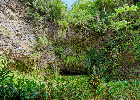 View of the Fern Grotto in Wailua State Park on the Island of Kauai, Hawaii