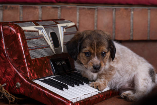 A puppy and the accordion