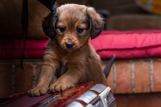 A graceful Cavalier King Charles Spaniel sits serenely against a delicate pink backdrop, showcasing its silky fur, floppy ears, and gentle, expressive eyes. This charming pose highlights the breed’s affectionate and regal nature, perfect for concepts of companionship, elegance, and warmth.