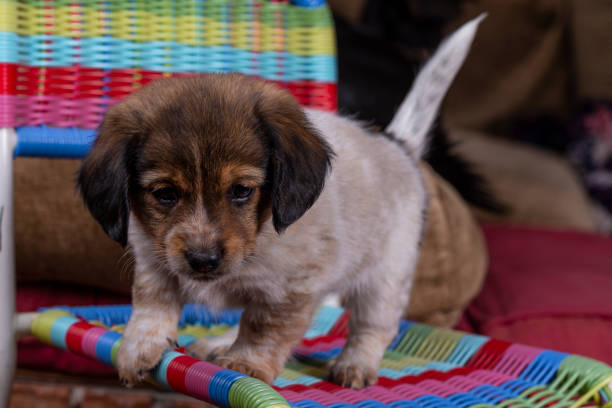 A trembling puppy on the chair