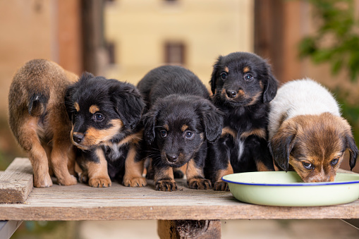 Five puppies and a bowl