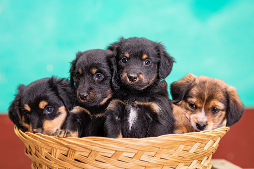 Four puppies inside a basket
