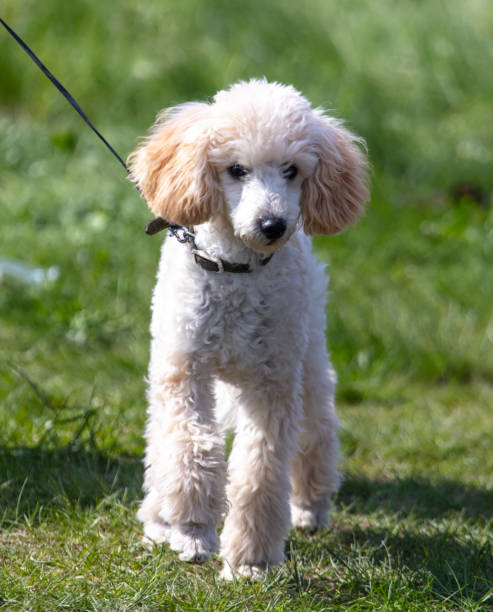 istock Poodle dog standing on the grass and looking at the camera 2054927976