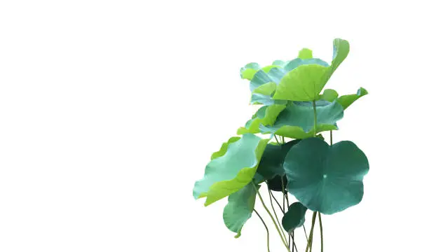 Isolated waterlily or lotus leaf and plant s with clipping paths.