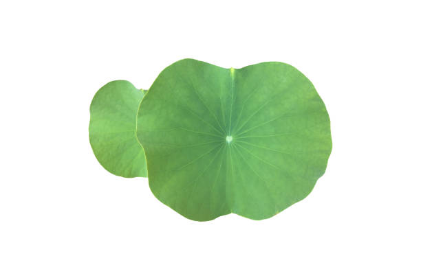istock Lotus or Waterlily Plants 2054938995