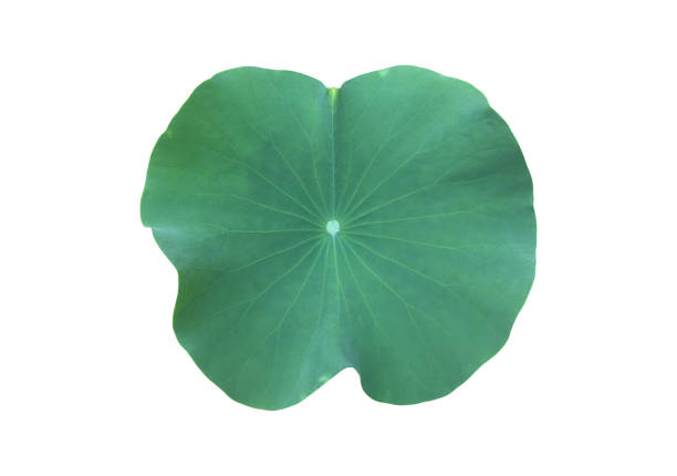 istock Lotus or Waterlily Plants 2054939000