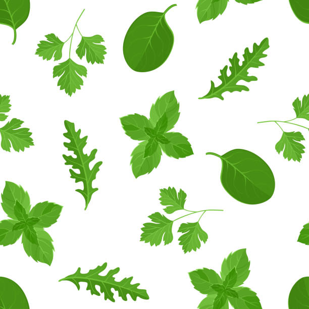 ilustrações de stock, clip art, desenhos animados e ícones de green salad leaf background. seamless pattern with arugula, spinach, parsley and mint leaves. vector cartoon flat illustration. - cilantro parsley spice white background