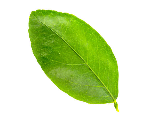 istock Branches or bright green leaves isolated on white background with clipping path.Selection focus. 2054948474