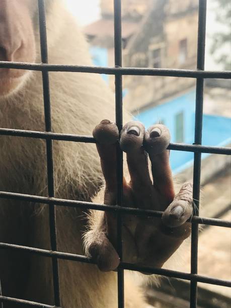 istock Monkey hand hold the metal cage 2054963142