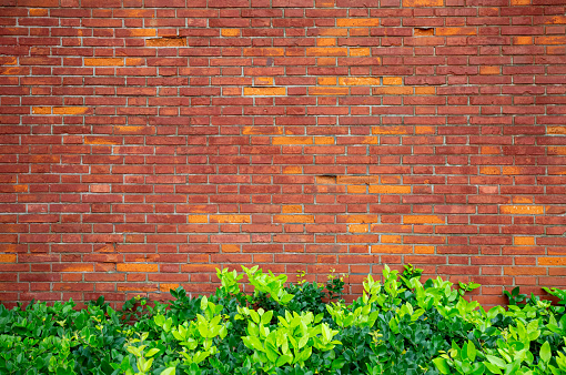 Red brick wall with green belt textured background
