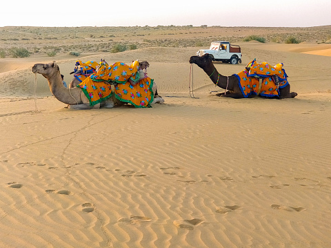 Decorated camels resting on sand with a 4x4 vehicle in the background, depicting a desert safari scene.